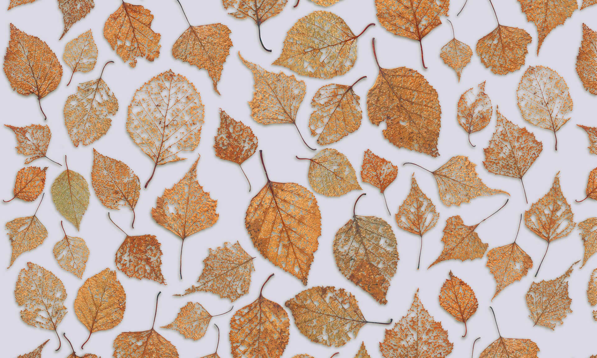 Fall;Leaves;Decomposed;Beech Froest;Wallpaper;Zoe Design