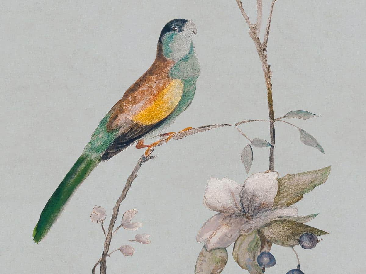 Lilly_French#5-Parrot_Detail (1) Lilly_French#5-Parrot_Detail